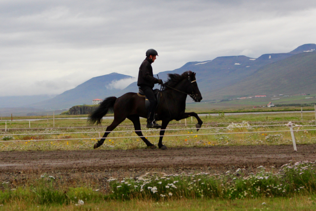 Síðsumarssýning á Sauðárkróki